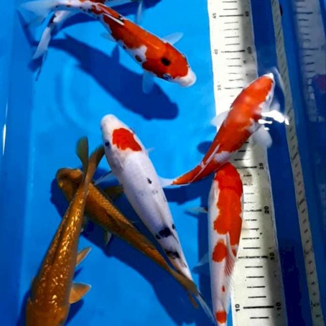 KOHAKU SANKE TANCHO CHAGOI 20-24 CM
