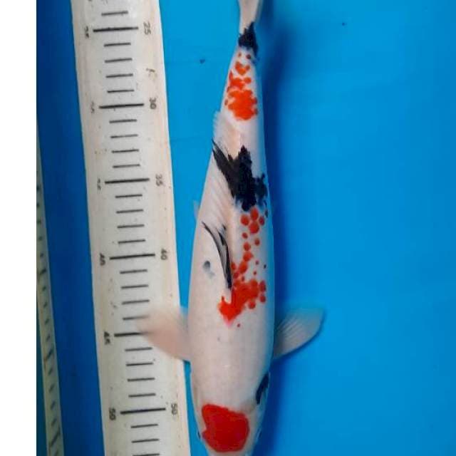Maruten sanke 35cm