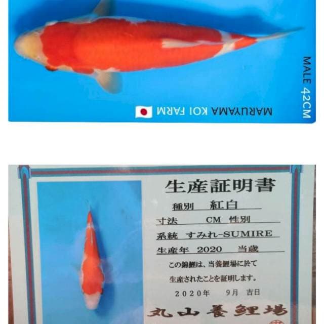 Kohaku jumbo maruyama