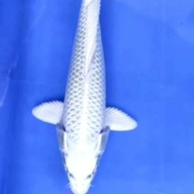 Mukasi 31cm