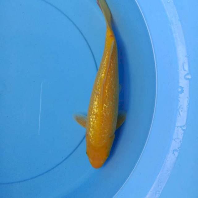 Karashi ginrin