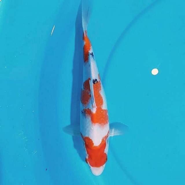 Showa