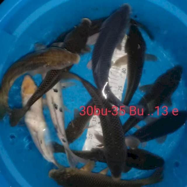 13 jumbo ekor pejinak