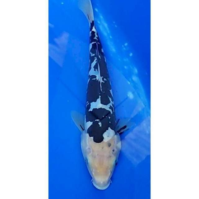 Doitsu Shiro Bekko 25cm (F)