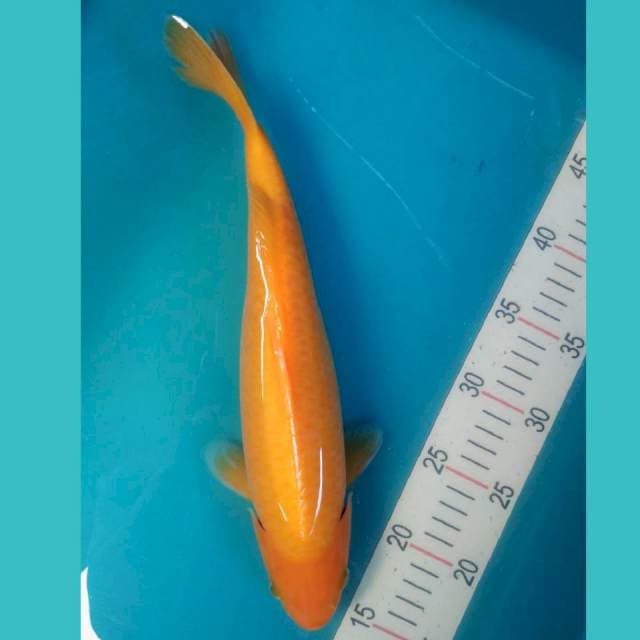 Karashi 33cm