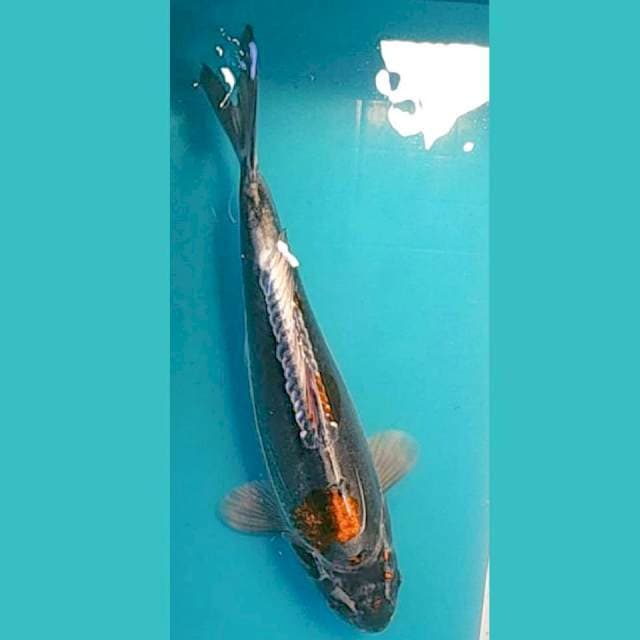 Kiko Punuk 33cm