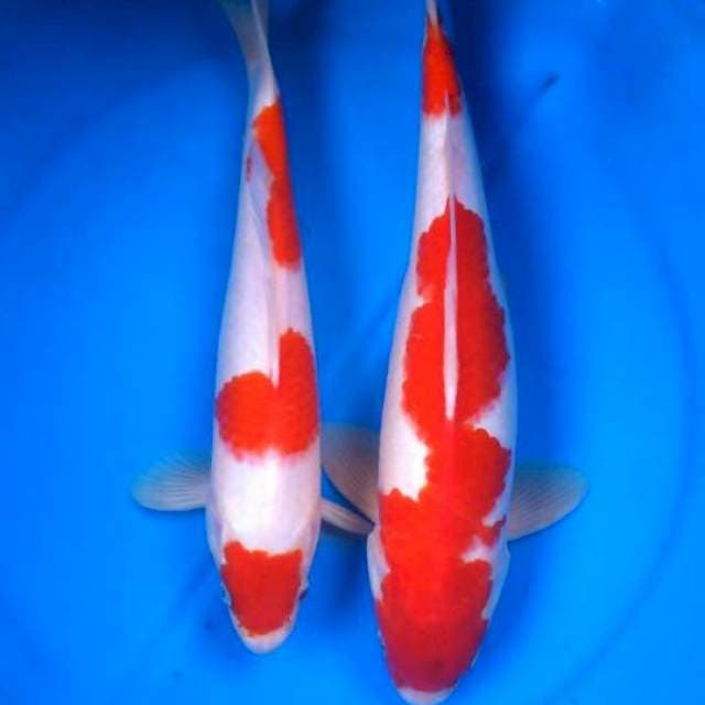 Sk kohaku