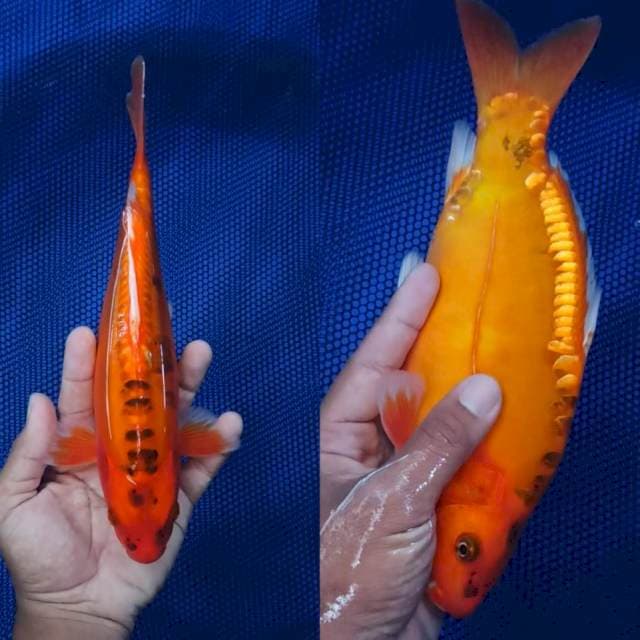 ⭐⭐MIZUO RED PUNUK MALE Perfect moto aka