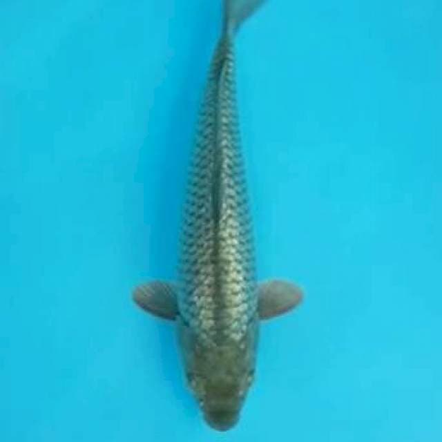 Soragoi ginrin Male