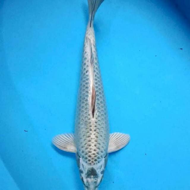 MUKASHI 38 CM MALE