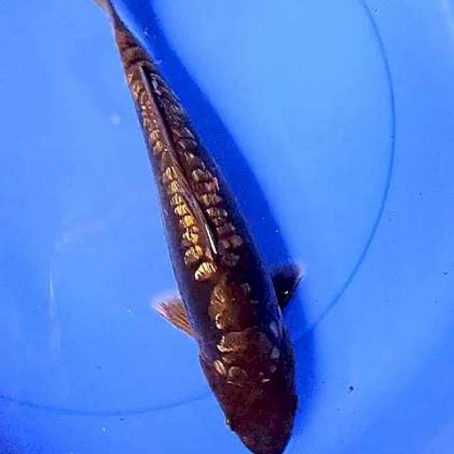 Aragoke 33 cm