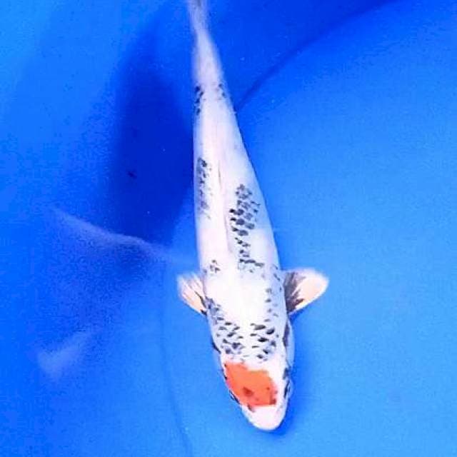 Tc kin showa 26 cm