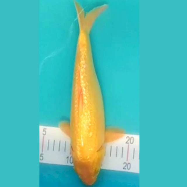Karashi Ginrin 30cm