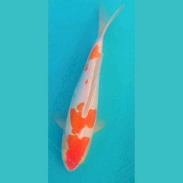 Kohaku Doit 33cm