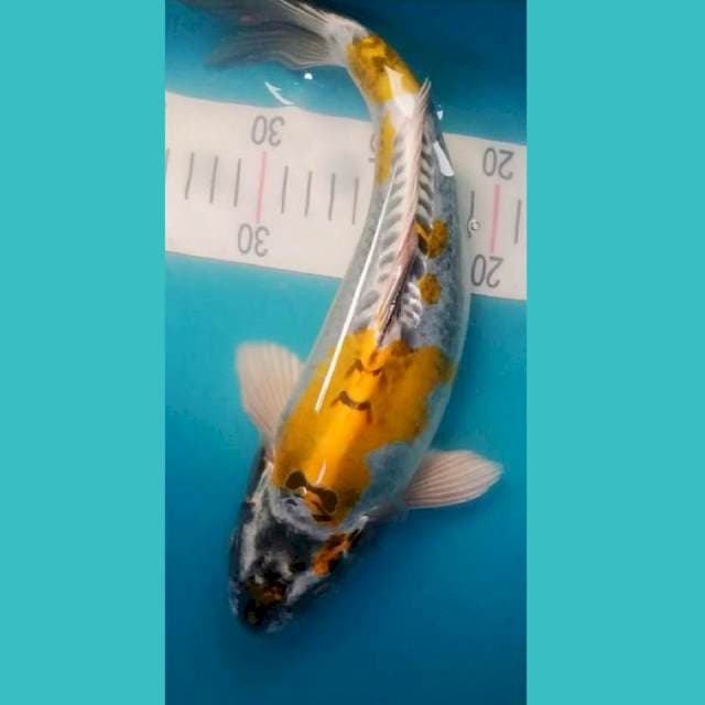 Kiko Punuk 32cm