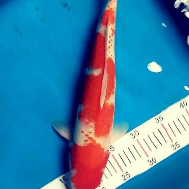 Kohaku kanoko 46 cm