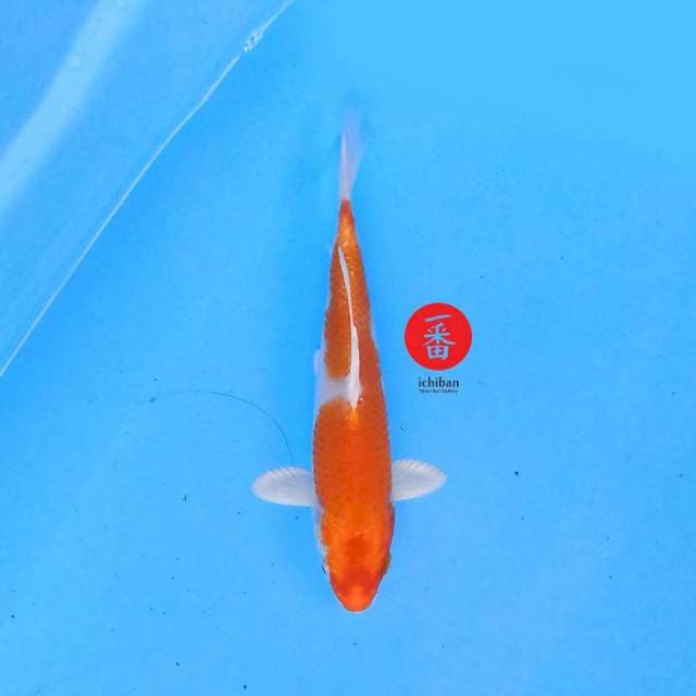 Orenji Hariwake 18 cm