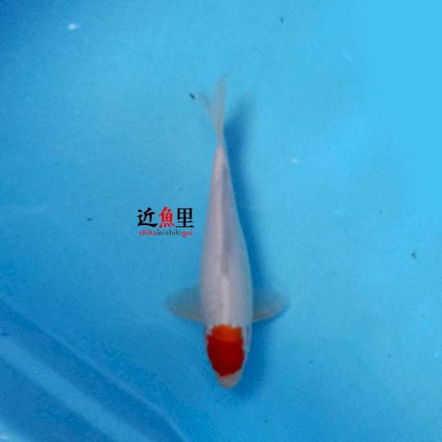 Tancho Kohaku 25 cm