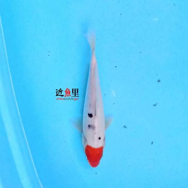 Tancho Sanke 21 cm