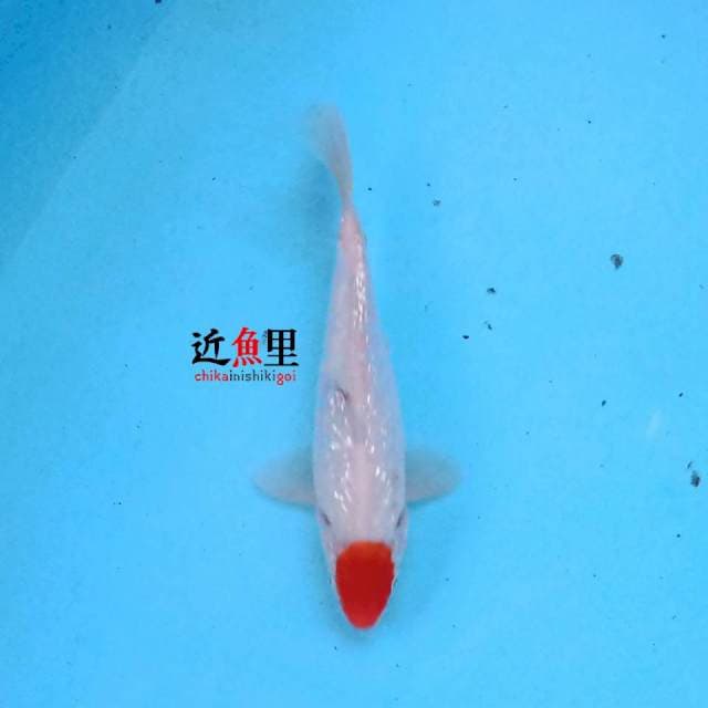 Tancho Ginrin 21 cm