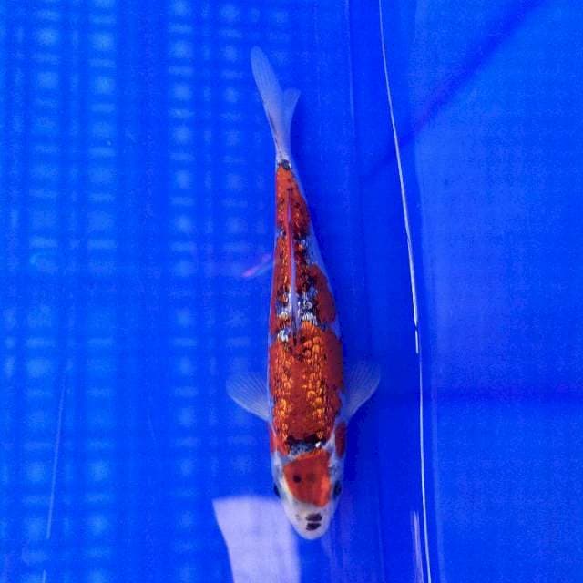 Goshiki Ginrin Maruten 20cm
