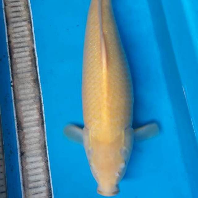 Karasi female 45 cm body joss