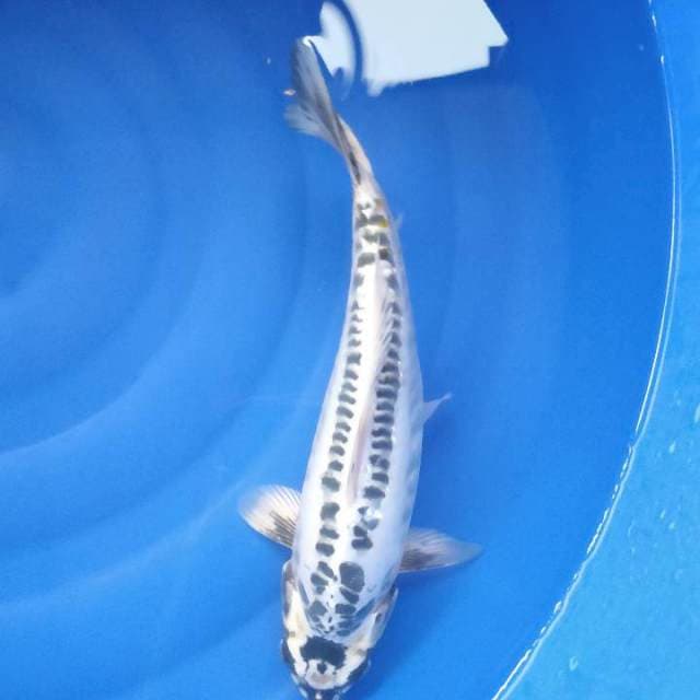 MIZUHO 31CM