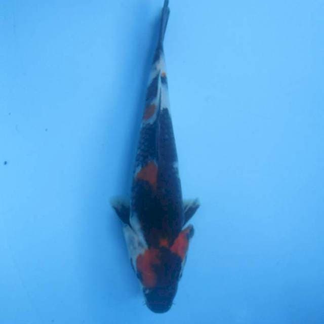 Showa, 20cm