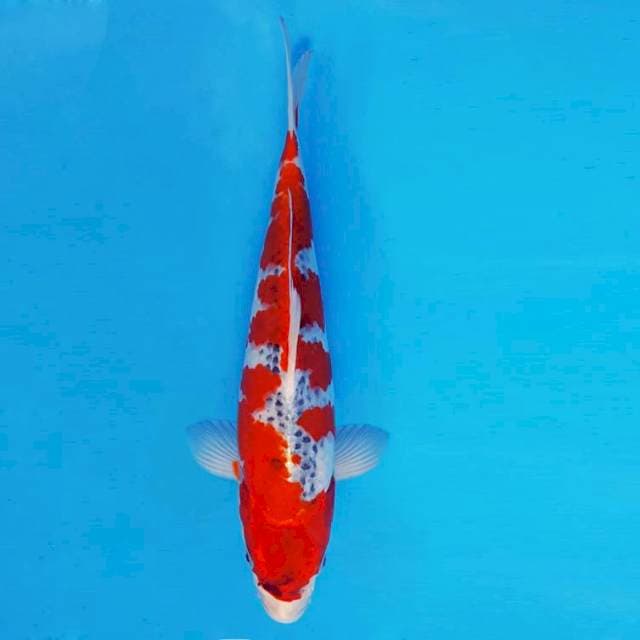 MEDUSA 2 - GOSHIKI ®