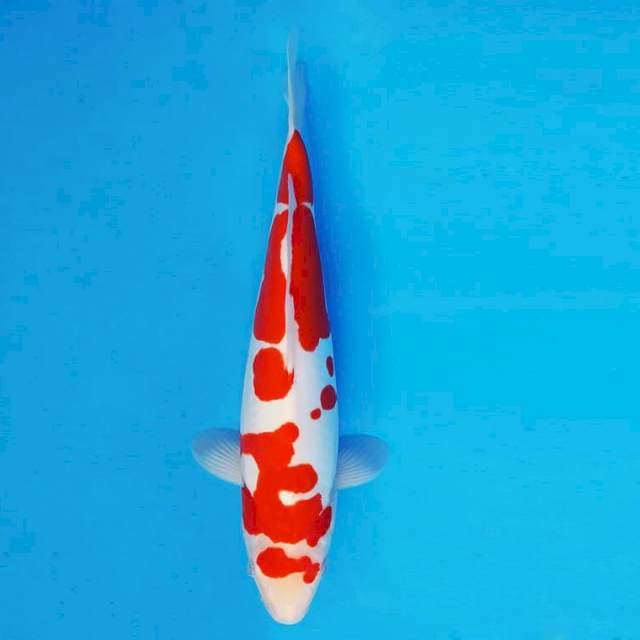 MEDUSA 4 - KOHAKU DOITSU MURNI ®