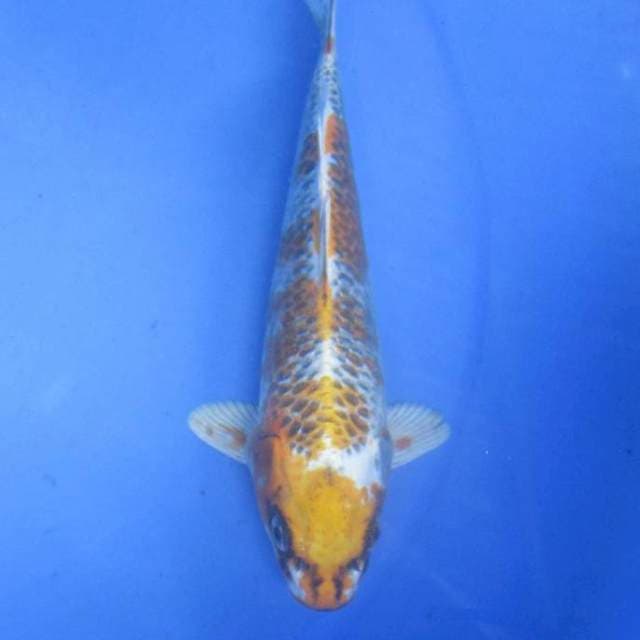 Kujaku, 21cm