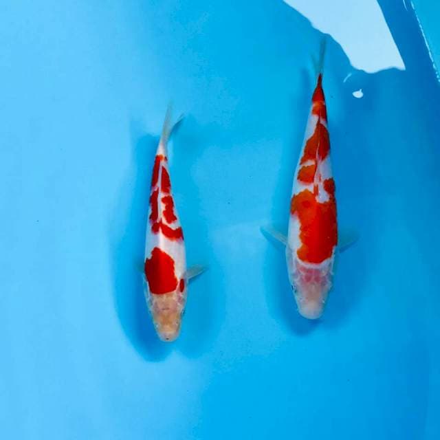 Paket kohaku, 17,21 cm