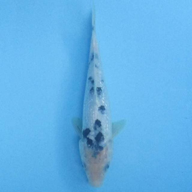 Shiro Ginrin, 18cm