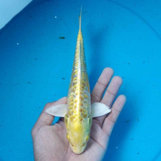 YAMABUKI ARAGOKE MALE