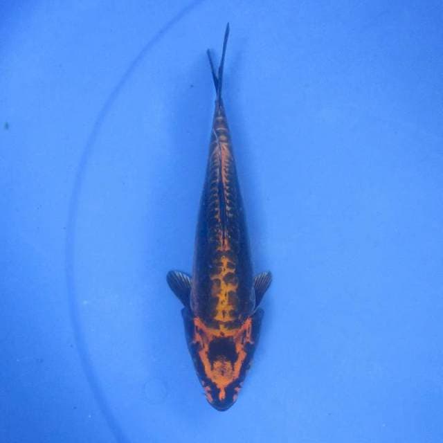 Antik Kawarimono, 20cm