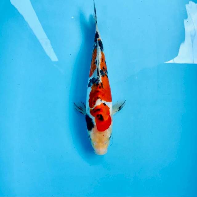 Doitsu, 24 cm