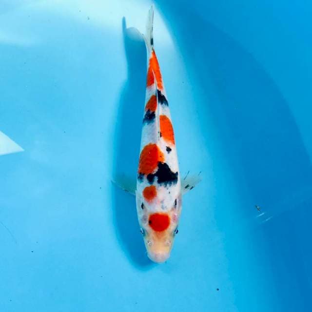Sanke, 21 cm
