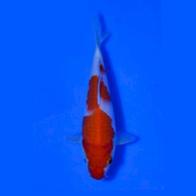 Kohaku Matsue Certy Breeder