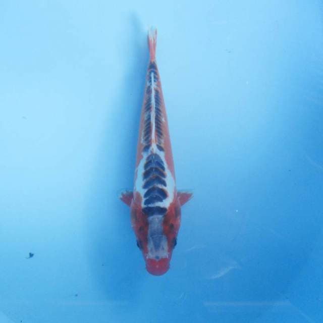 Shusui 24 cm