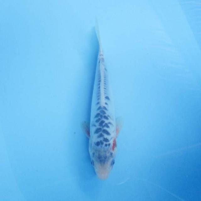 Shusui 25 cm