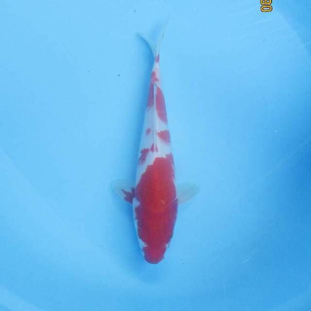 Kohaku 26 cm
