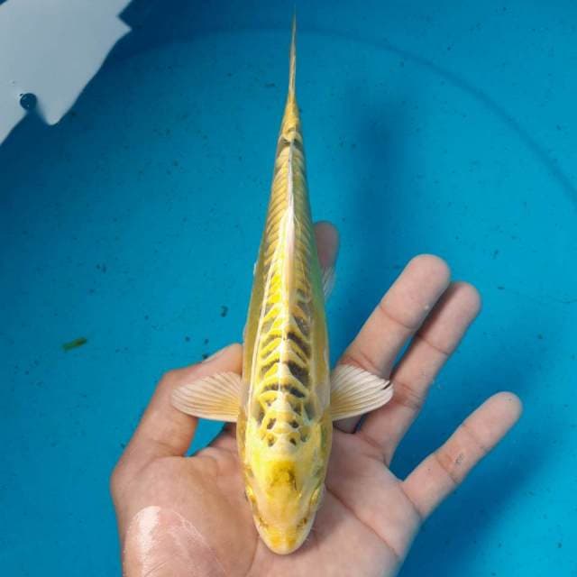 KIN MATSUBA ARAGOKE MALE