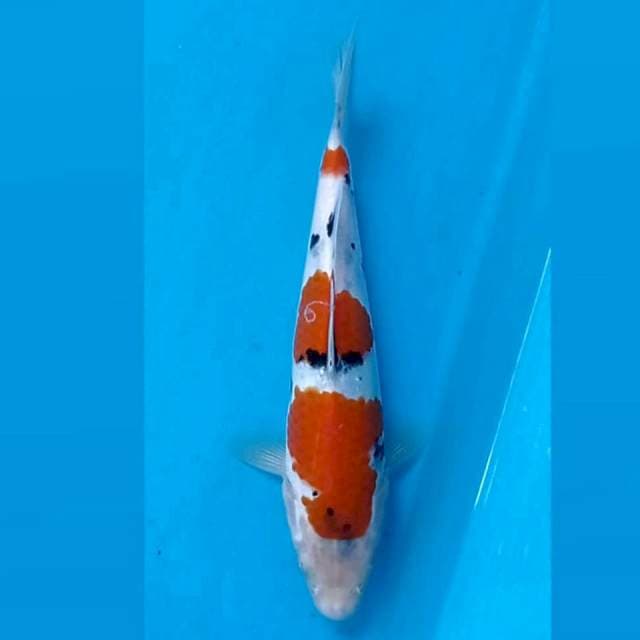 Sanke, 20 cm