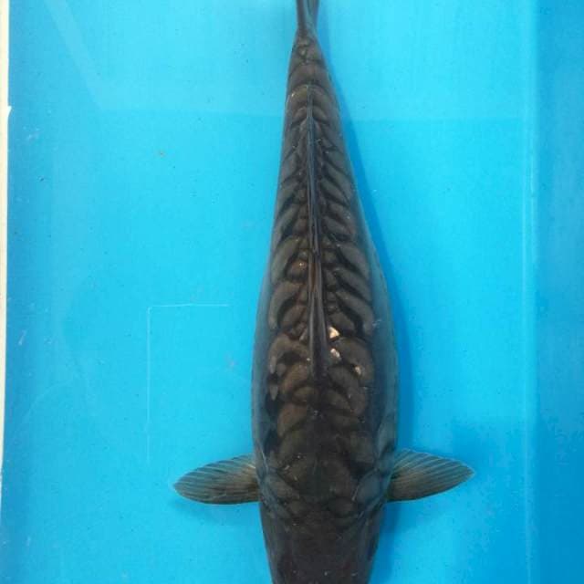 Soragoi Aragoke 48 cm body joss