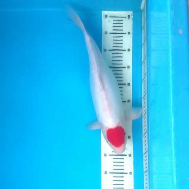 Tancho doitsu 42cm