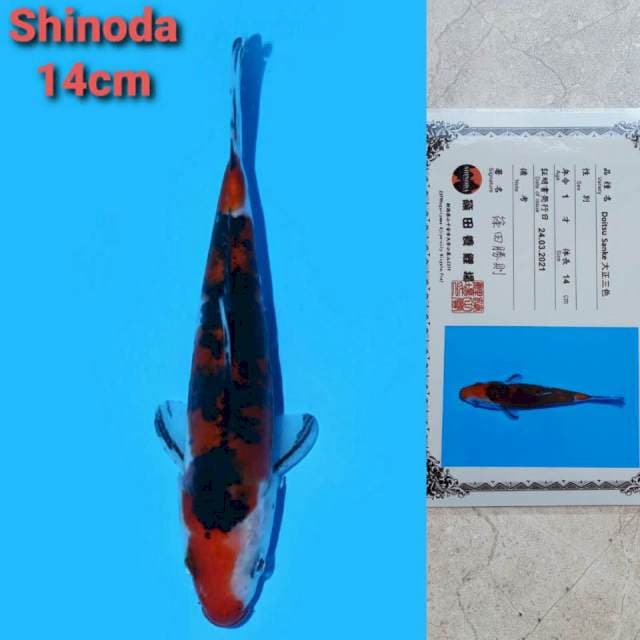 Shinoda Sanke 14cm certi
