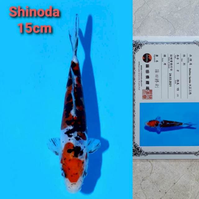 Shinoda sanke 15cm certi