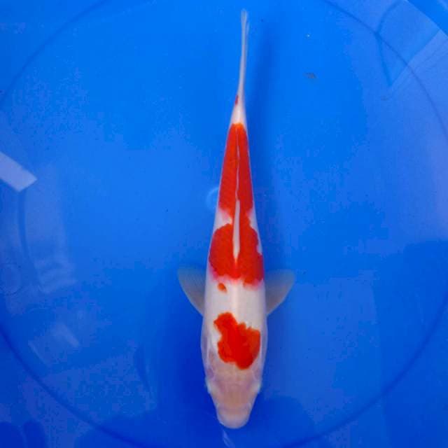 Kohaku 32 cm