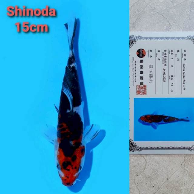 Shinoda sanke 15cm certi
