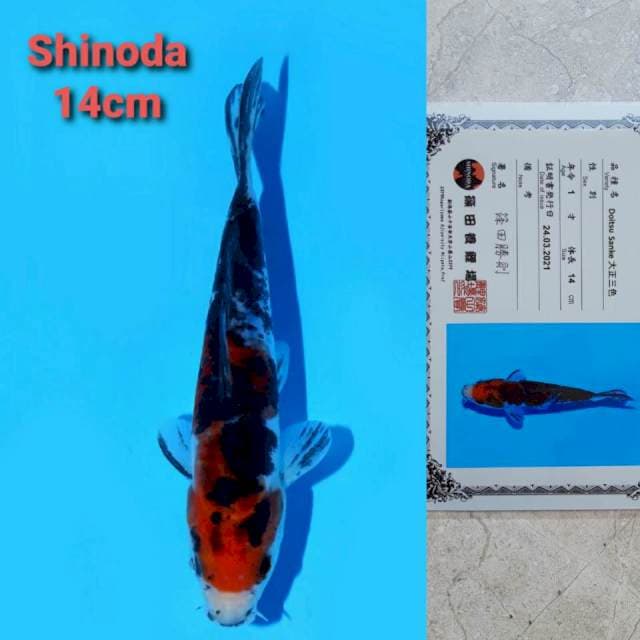 Shinoda sanke 14cm certi